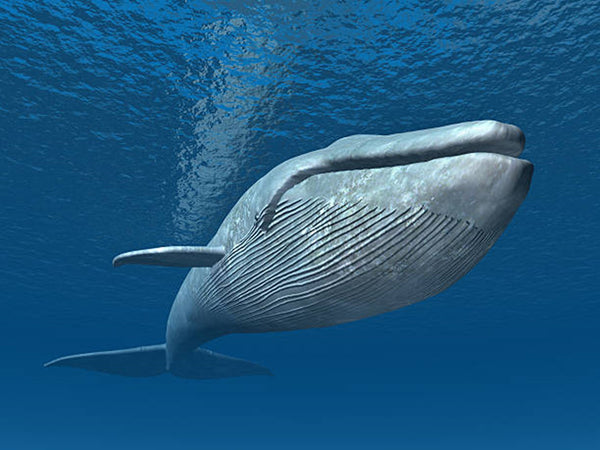 Whale and Dolphin Conservation: current and future priorities